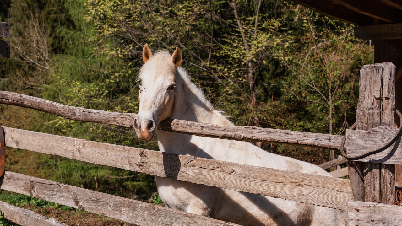 Photo of Outdoor in Foiana