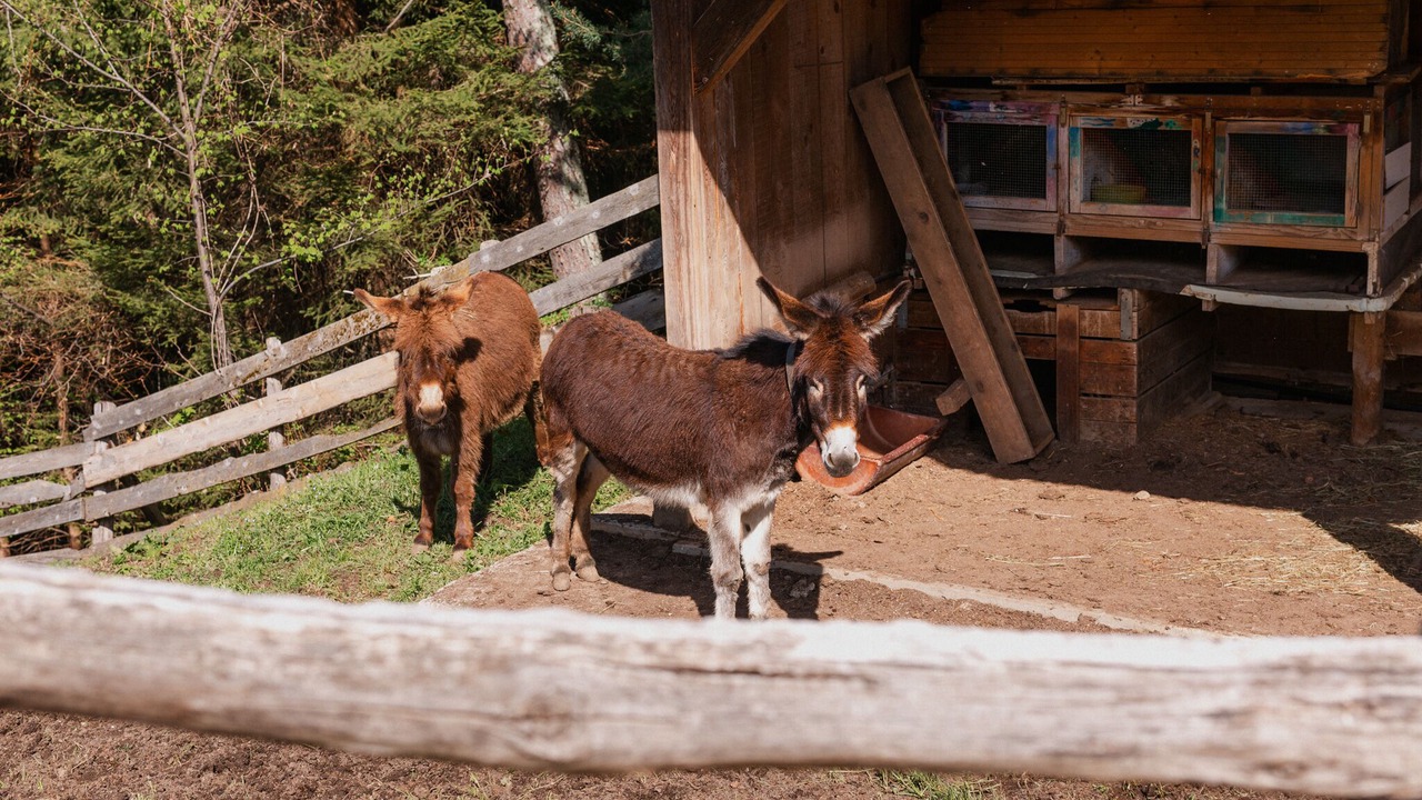 Photo of Outdoor in Foiana