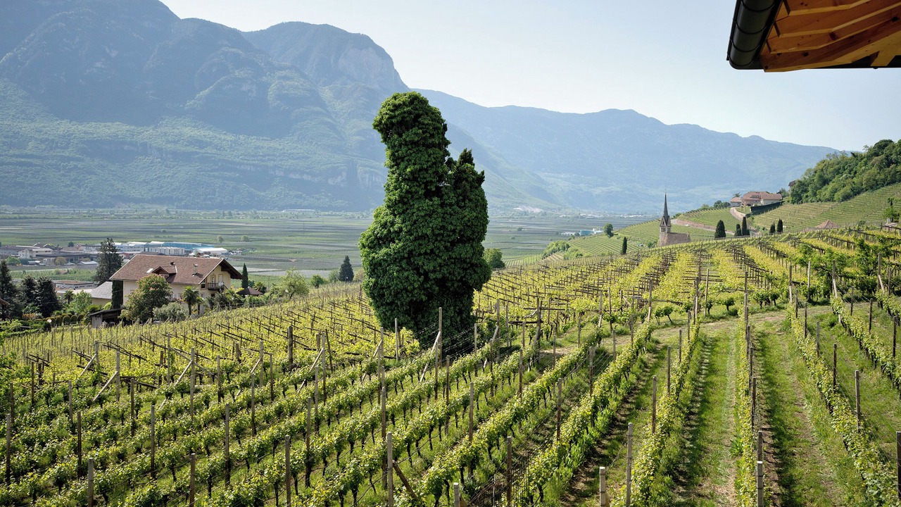 Photo of Others in Tramin