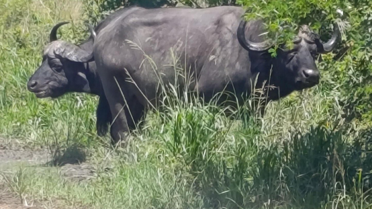 Photo of Others in Umkhanyakude District Municipality