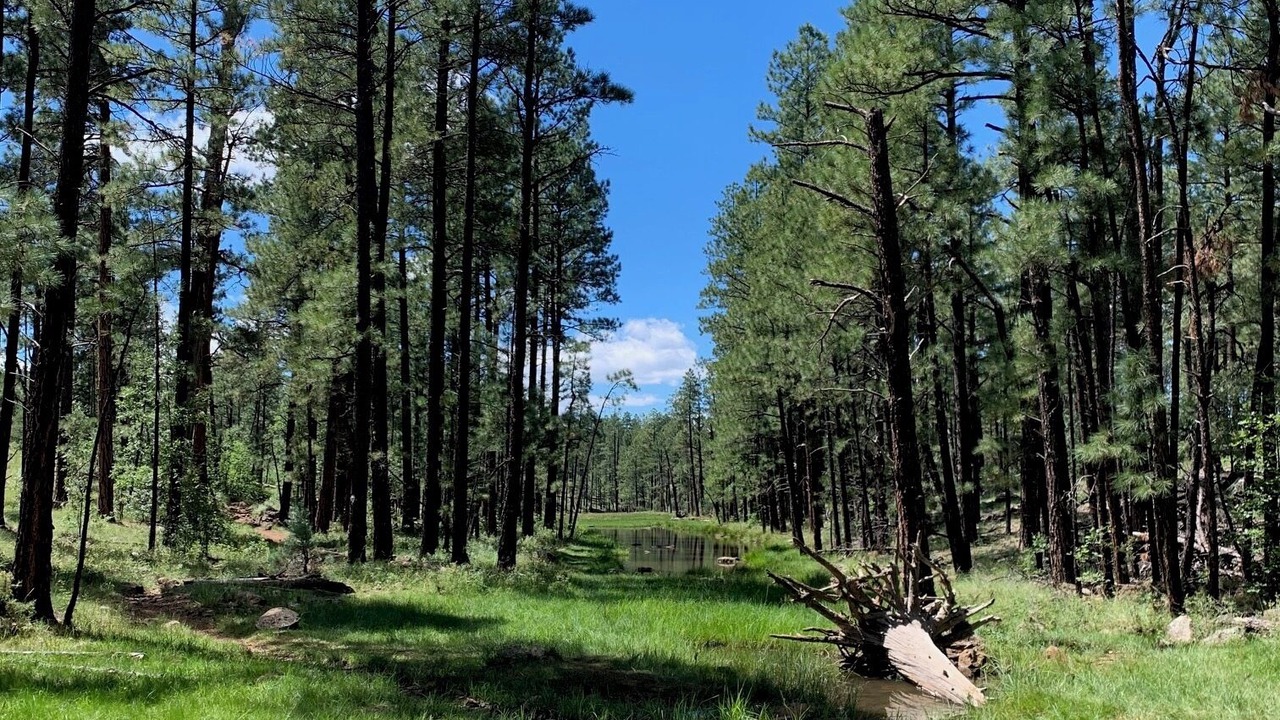 Photo of Others in Pinetop