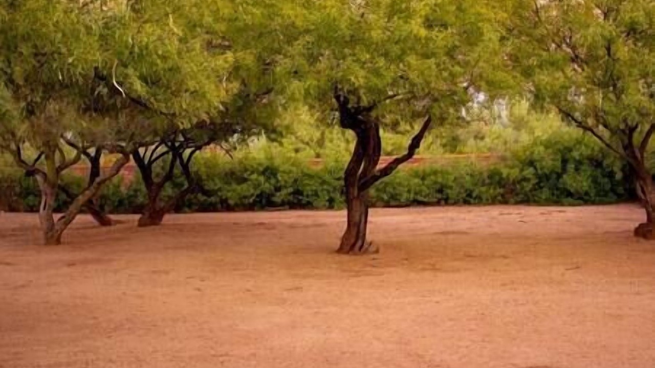 Photo of Others in Sahuarita
