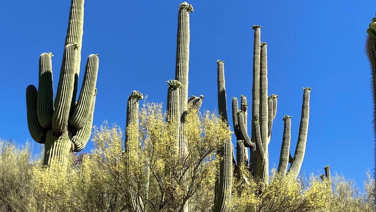 Photo of Others in Oro Valley