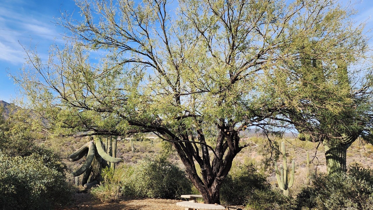 Photo of Others in Tucson