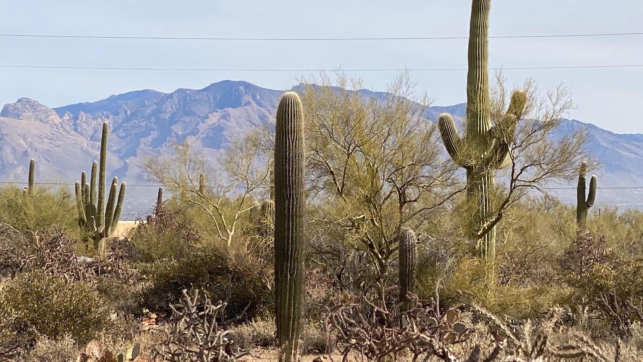 Photo of Others in Tucson