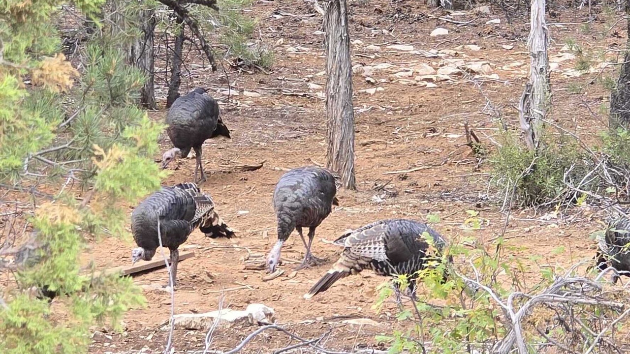 Photo of Others in Zion National Park East Entrance