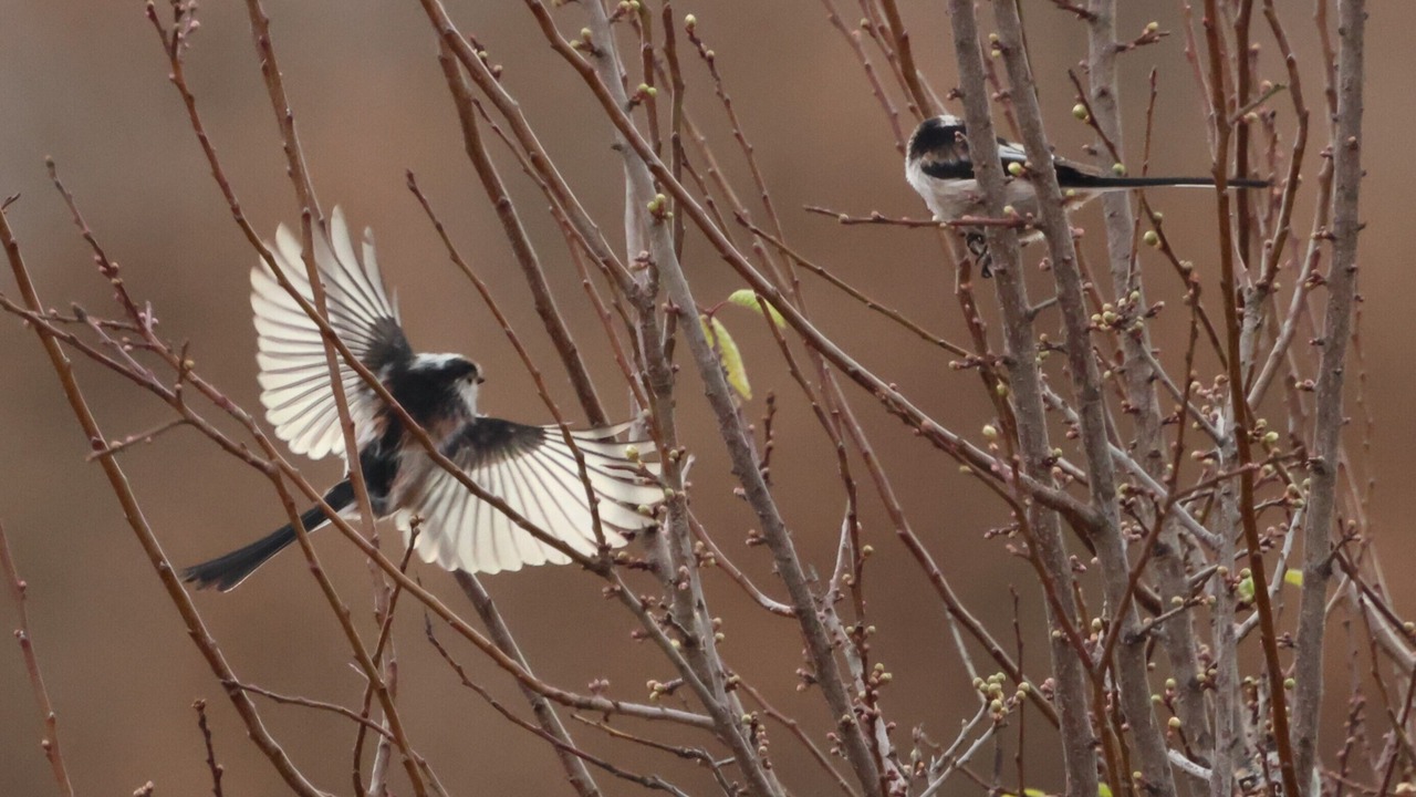 Photo of Others in Shkoder County