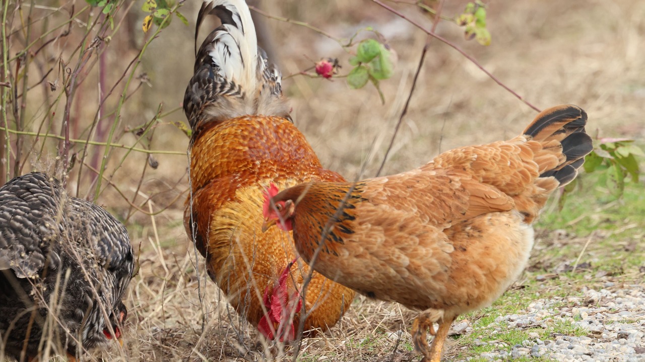 Photo of Others in Shkoder County