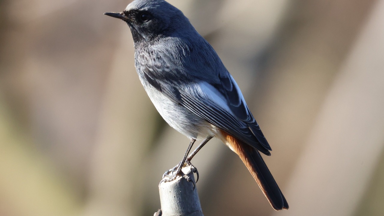 Photo of Others in Shkoder County