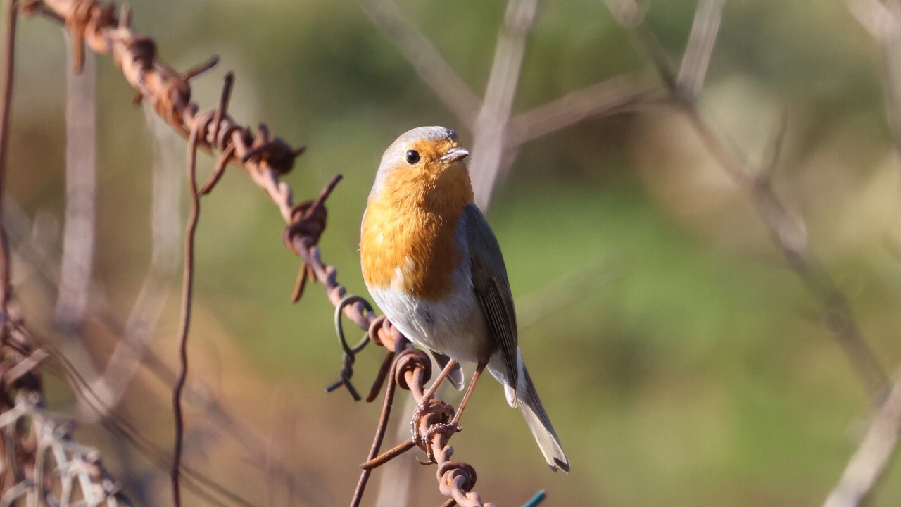 Photo of Others in Shkoder County