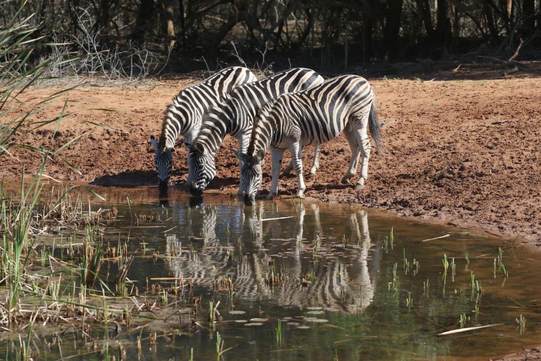 Photo of Others in Hluhluwe