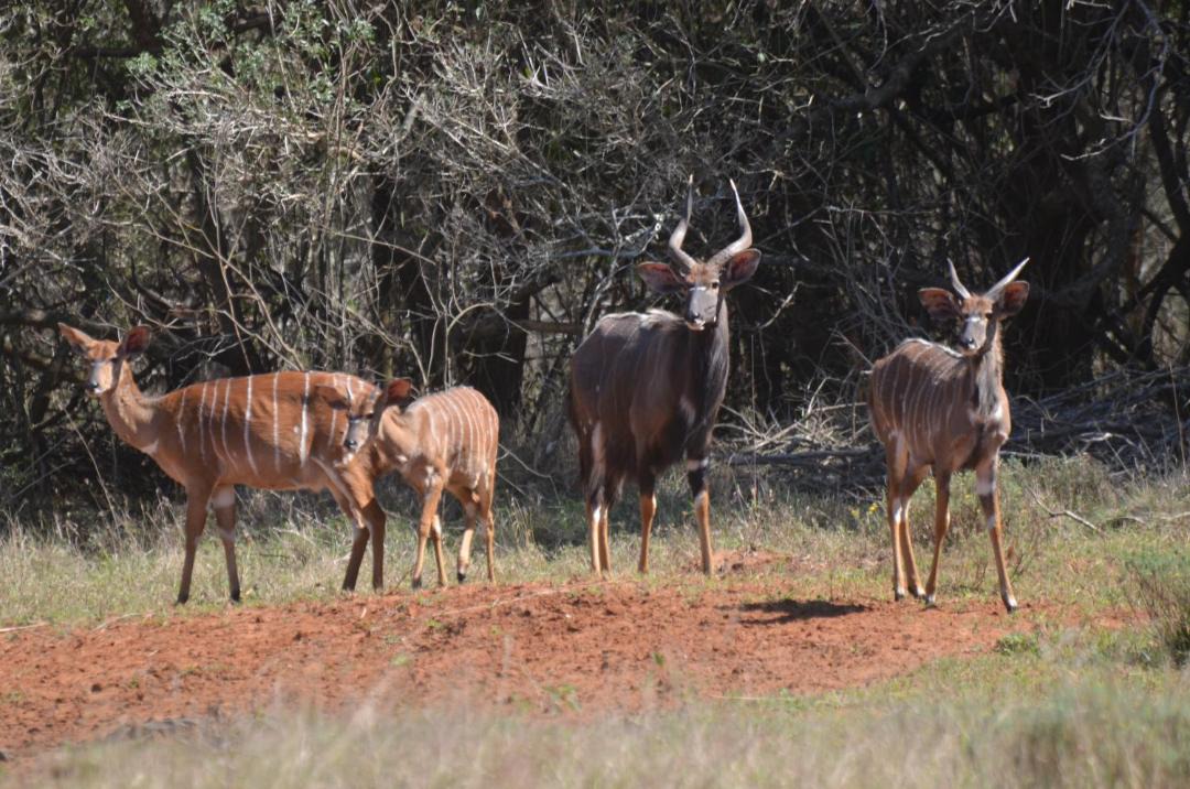 Photo of Others in Hluhluwe