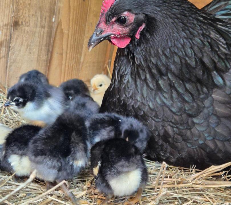 Photo of Others in Shkoder County