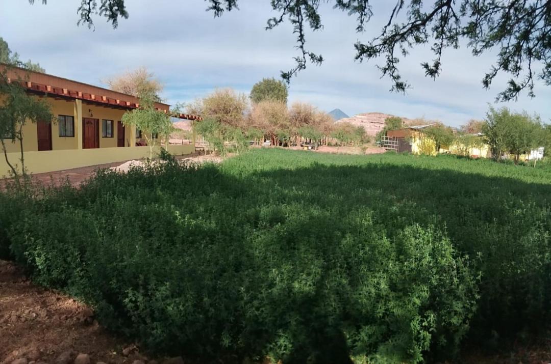 Photo of Others in San Pedro de Atacama