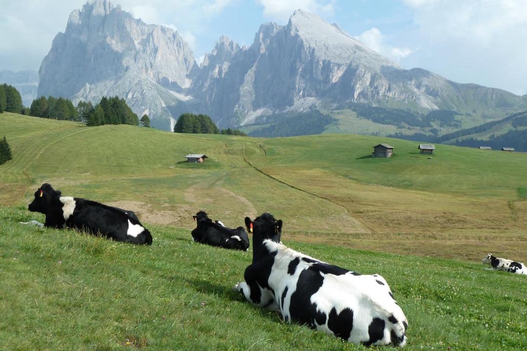 Photo of Others in Selva di Val Gardena