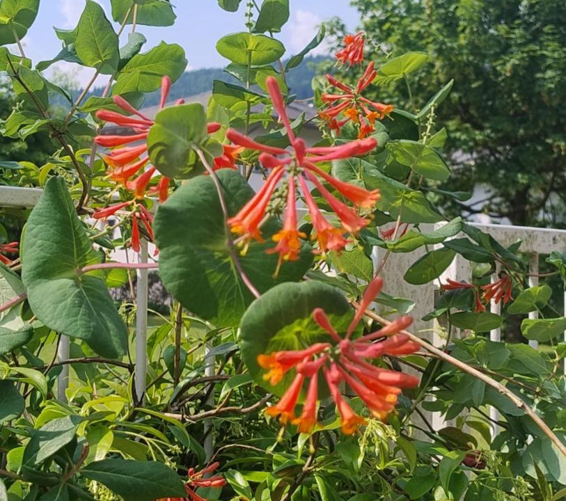 Photo of Outdoor in Vattaro
