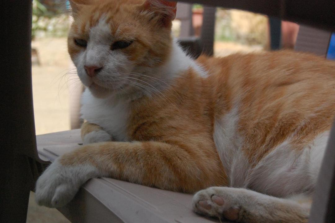 Photo of Others in Shkoder