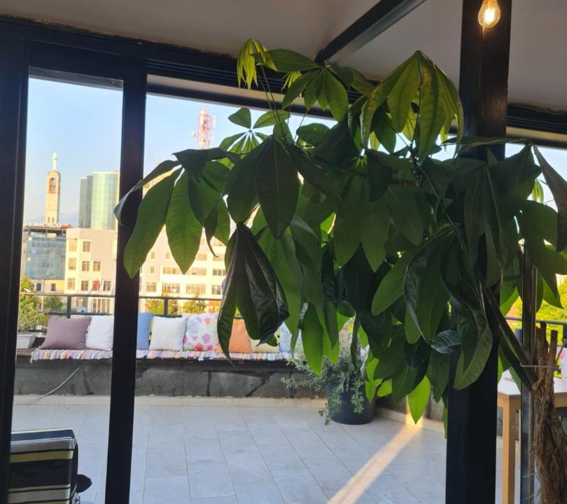 Photo of Others in Shkoder