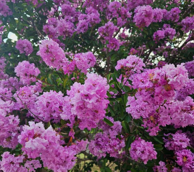 Photo of Outdoor in Martignano