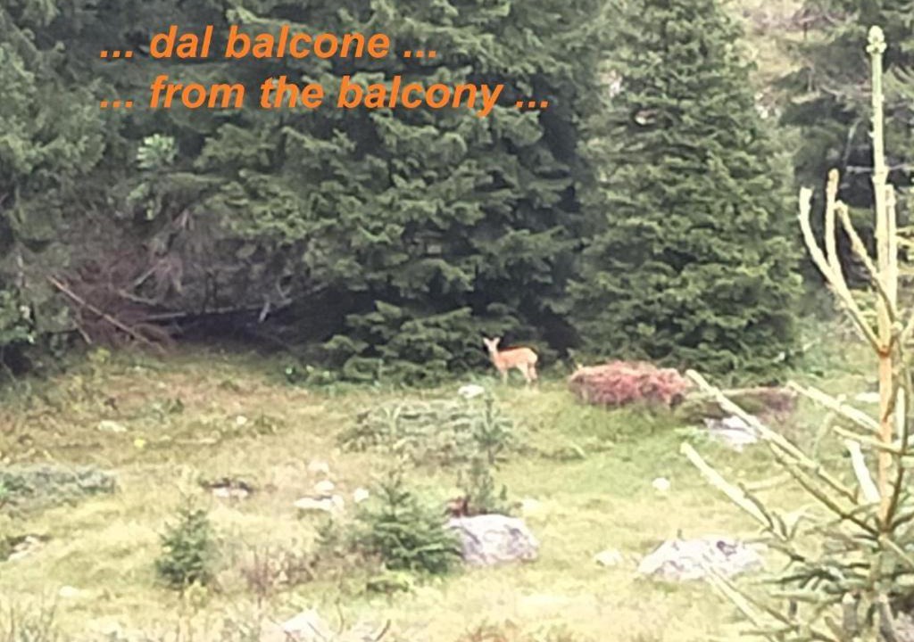 Photo of Others in San Pellegrino Pass
