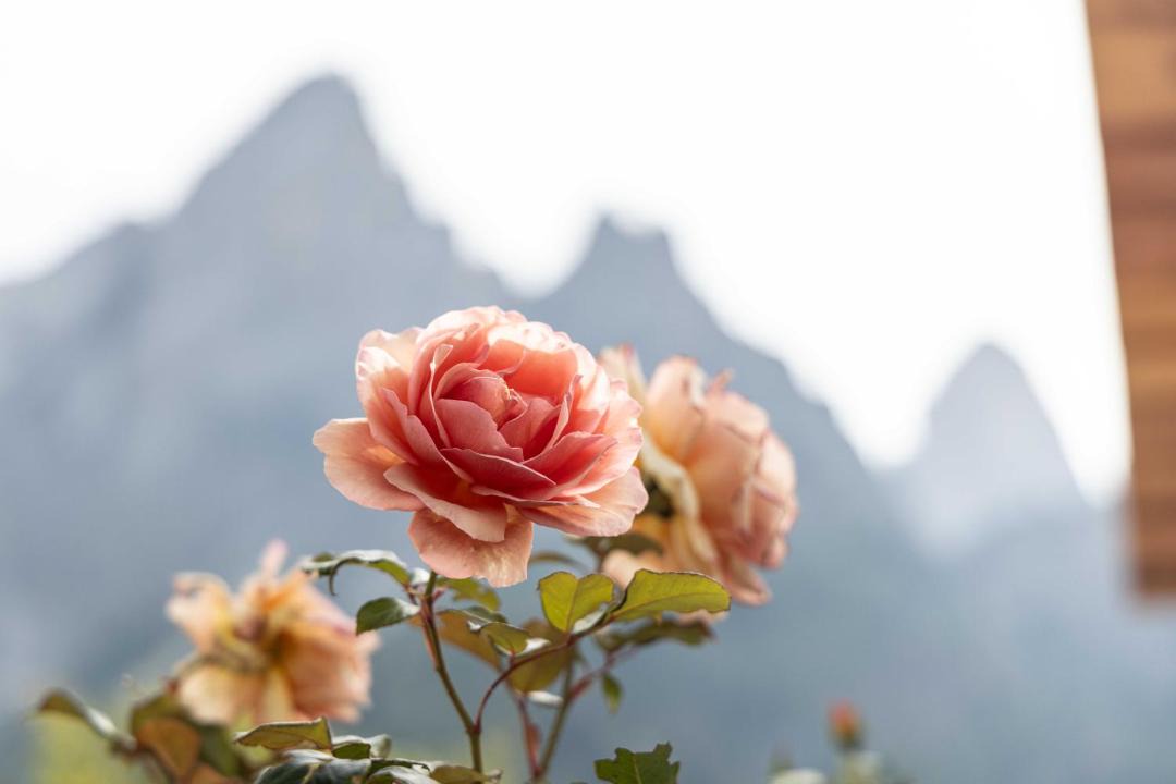 Photo of Others in San Martino di Castrozza