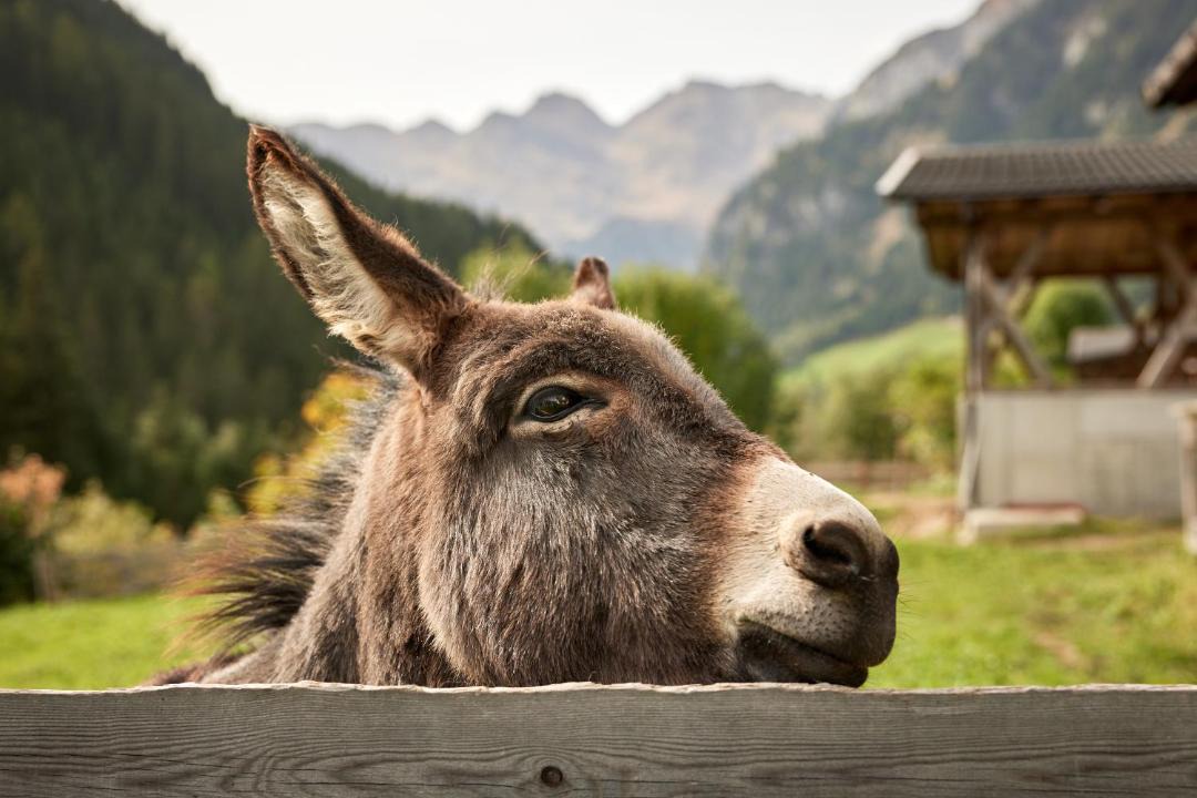 Photo of Others in Racines