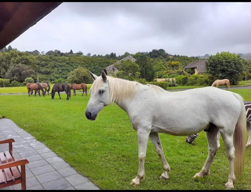 Photo of Others in Giant's Castle Game Reserve