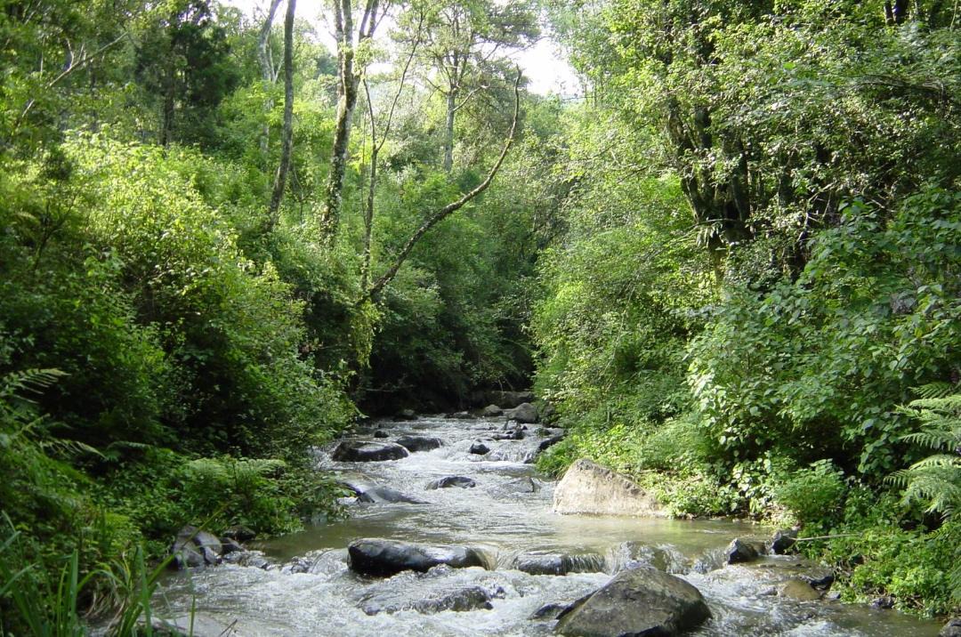 Photo of Others in Karkloof Nature Reserve