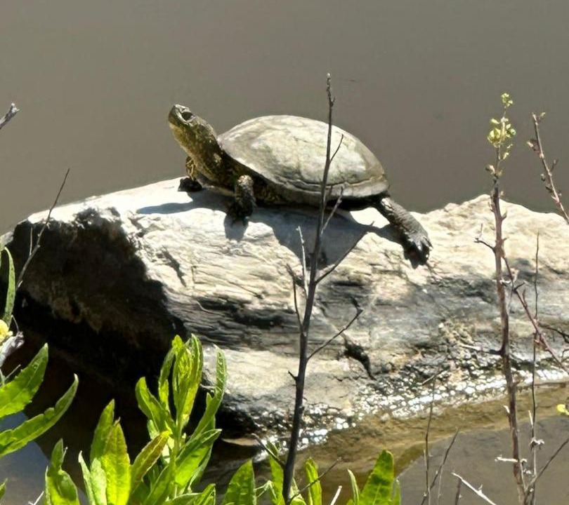 Photo of Others in Velipoje