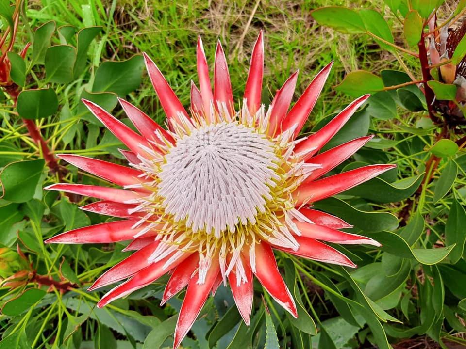 Photo of Outdoor in Giant's Castle Game Reserve