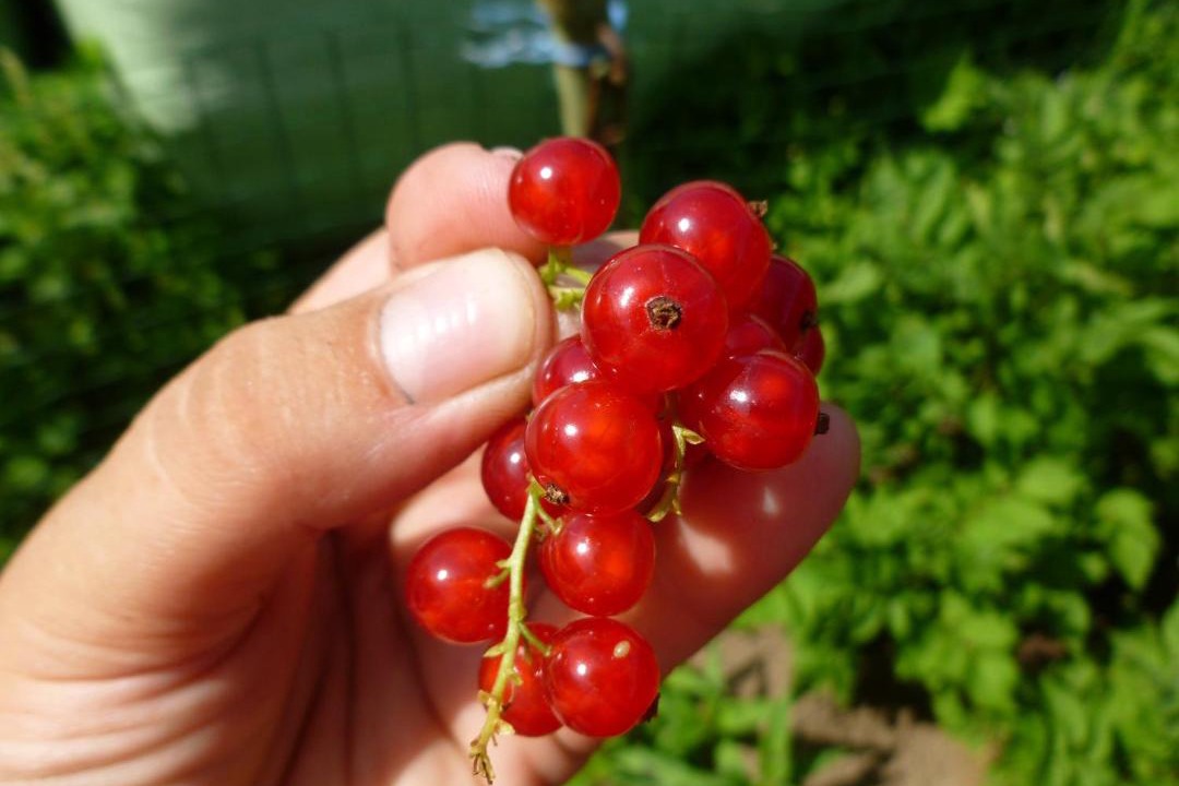 Photo of Others in Caminata di Tures