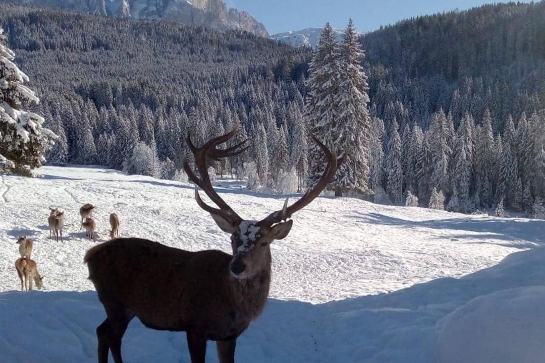 Photo of Others in San Pellegrino Pass