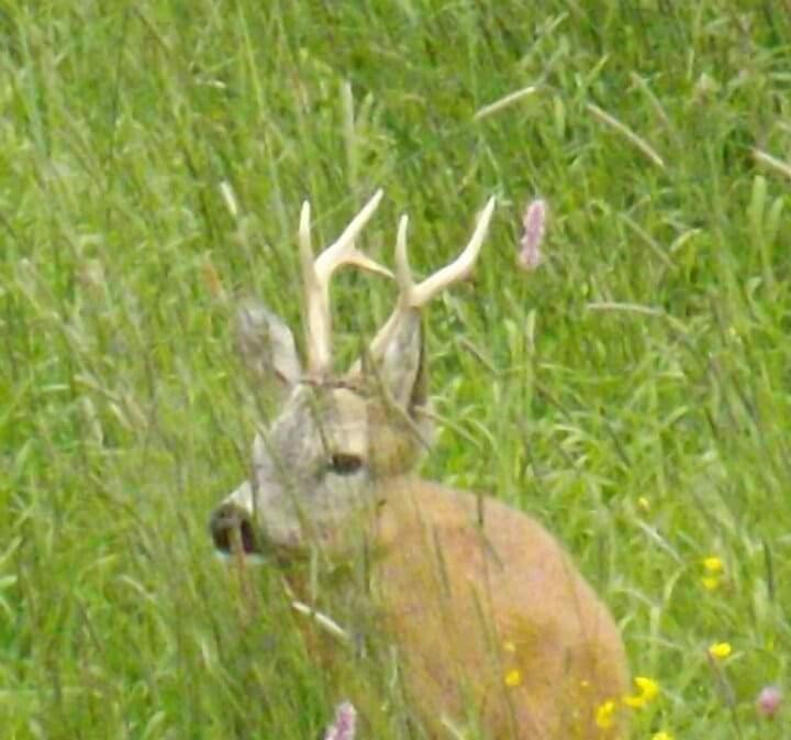 Photo of Others in Selva di Val Gardena