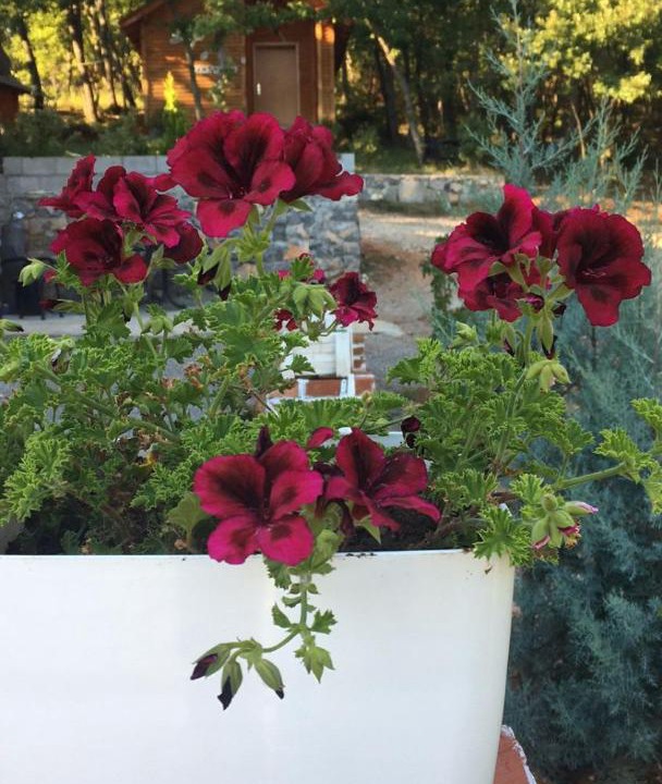 Photo of Others in Shkoder County