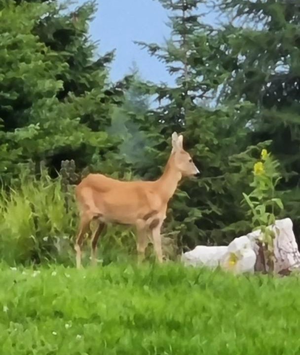 Photo of Others in Vallelaghi