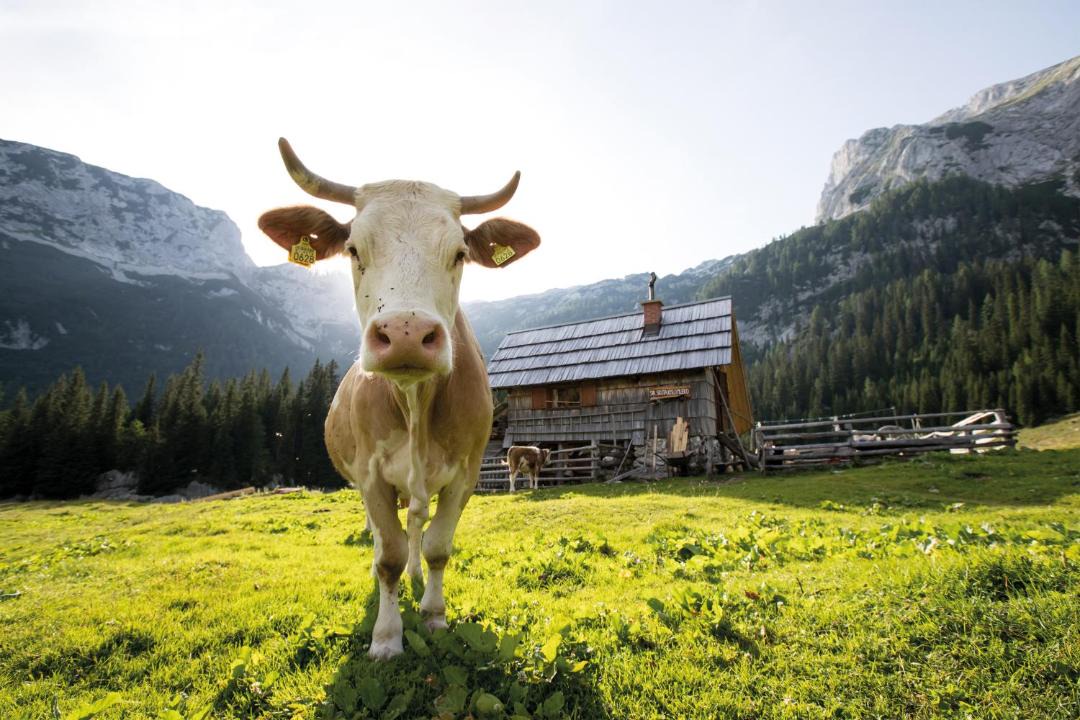 Photo of Others in San Pellegrino Pass