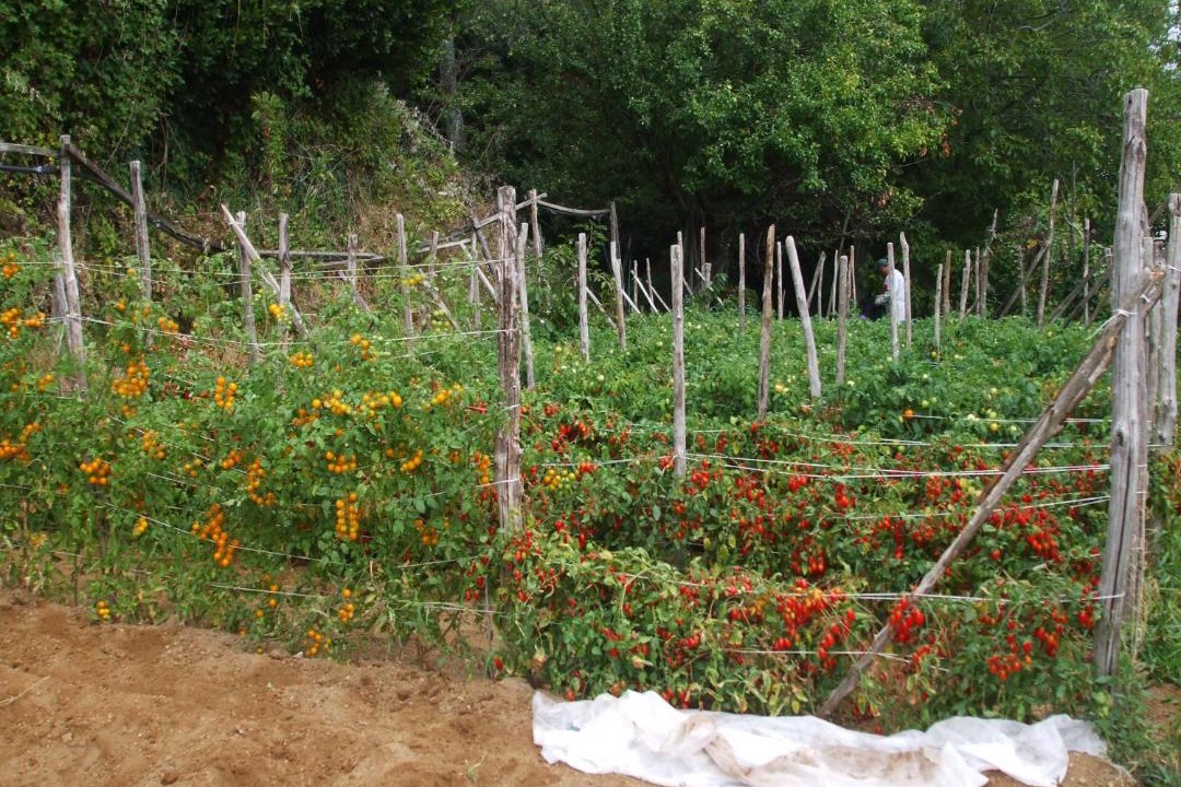 Photo of Others in Agerola