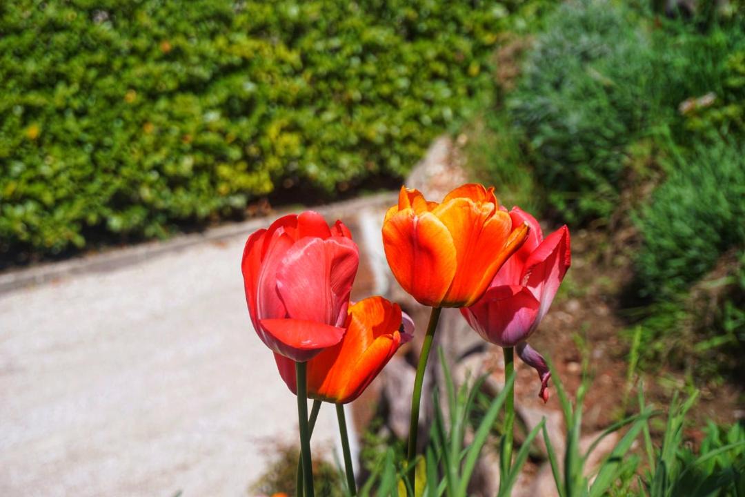 Photo of Outdoor in Salorno