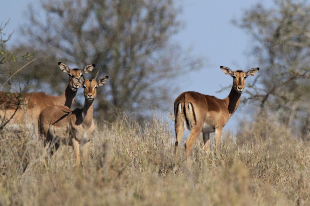 Photo of Others in Jozini