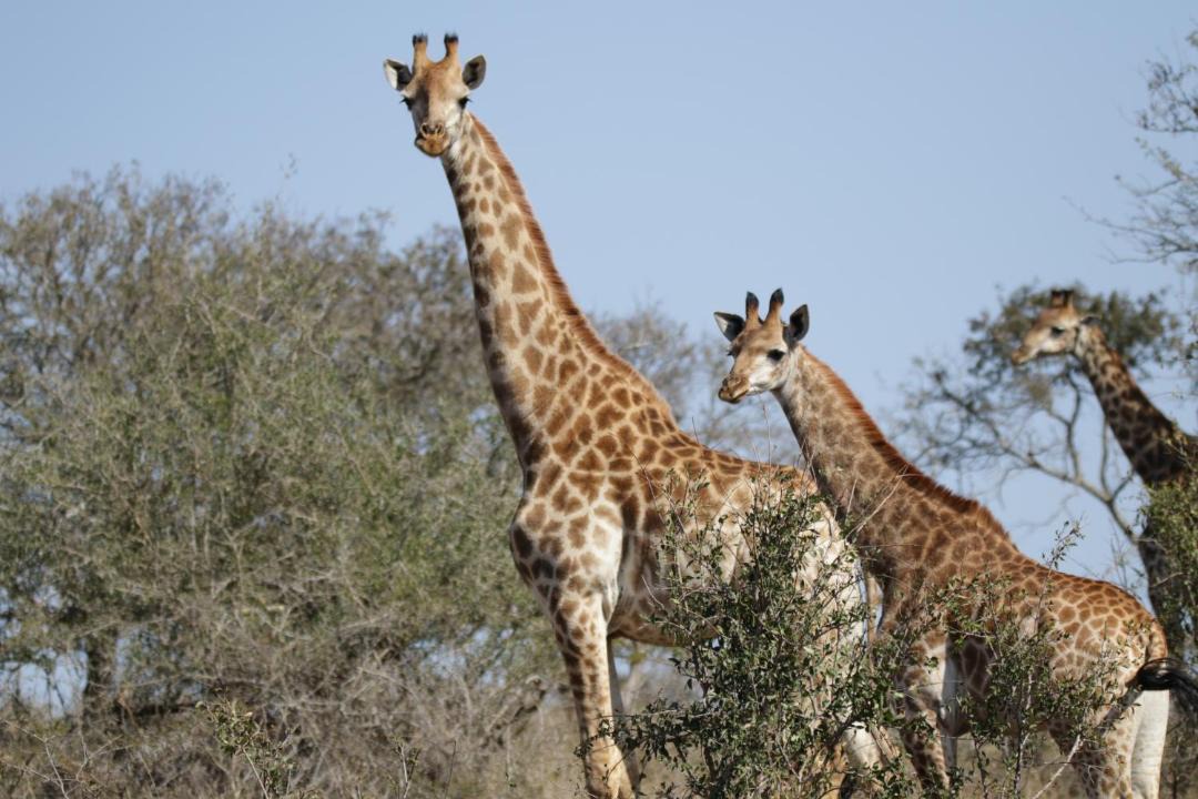 Photo of Others in Jozini