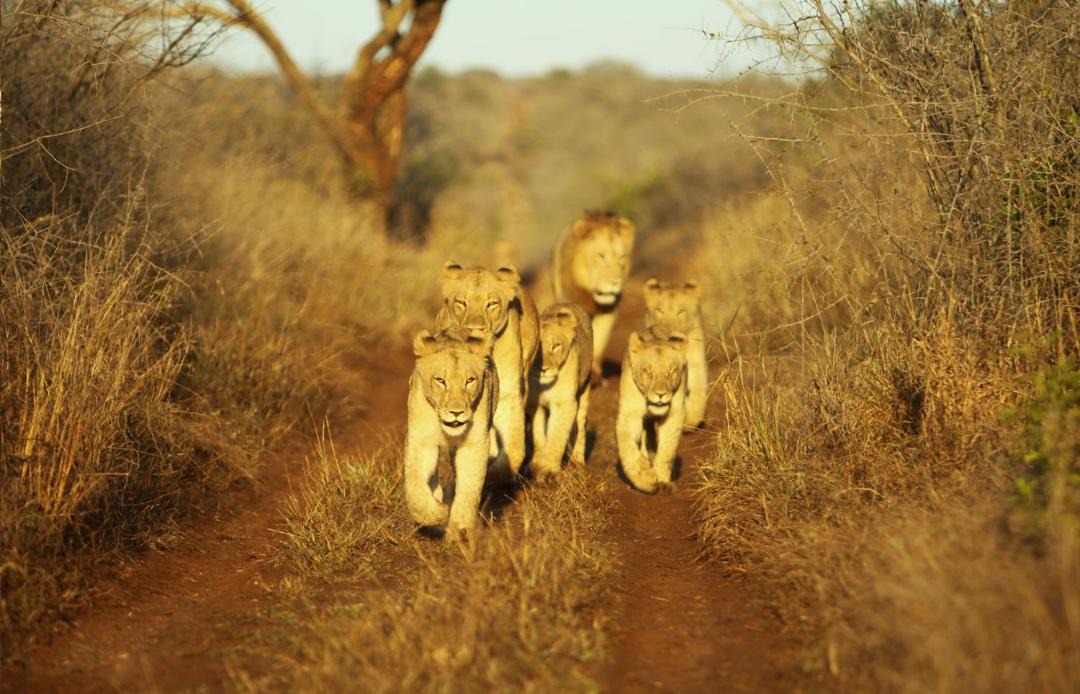 Photo of Others in Hluhluwe