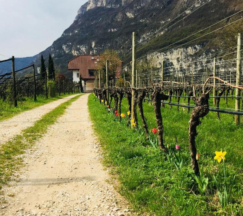 Photo of Others in Magre sulla Strada del Vino