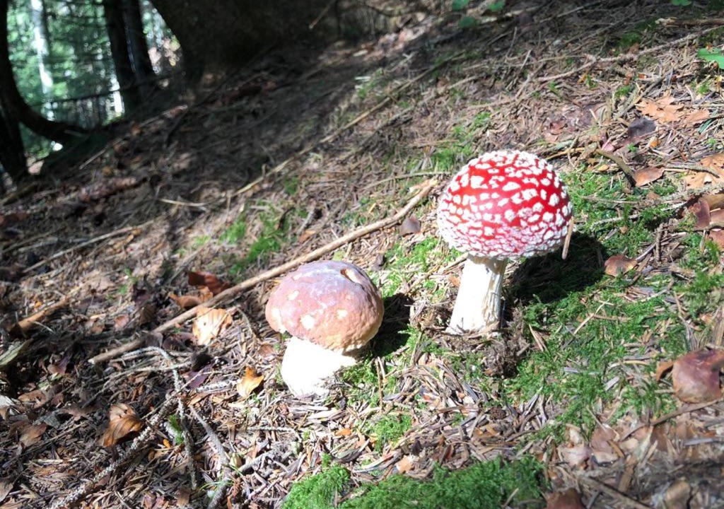 Photo of Others in Roncegno