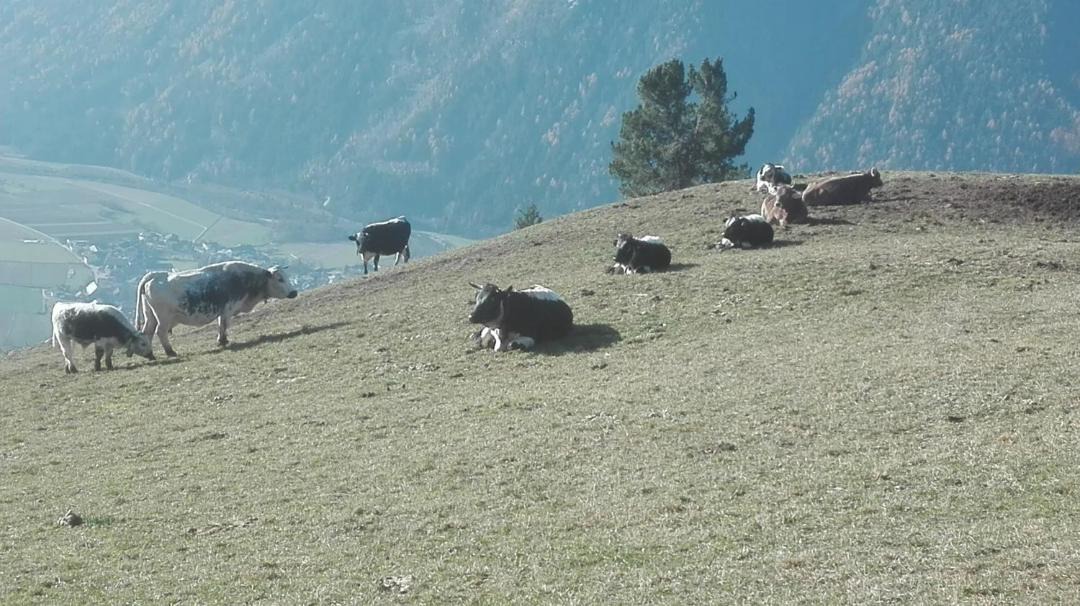 Photo of Others in Gais