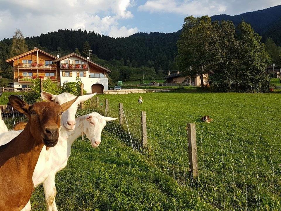 Photo of Others in Tesero