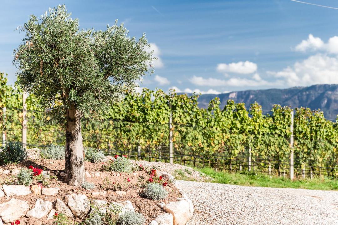 Photo of Others in Tramin