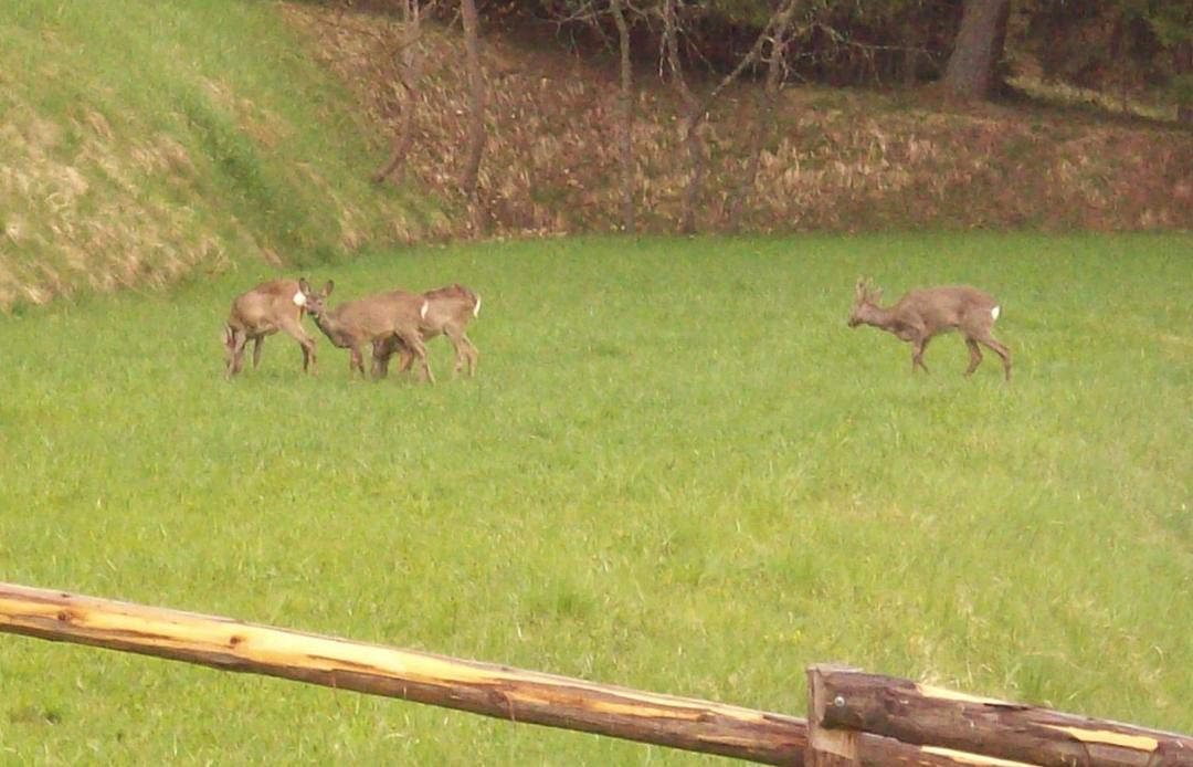 Photo of Outdoor in Daiano