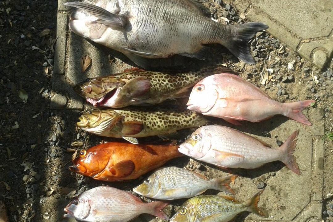 Photo of Others in Shelly Beach