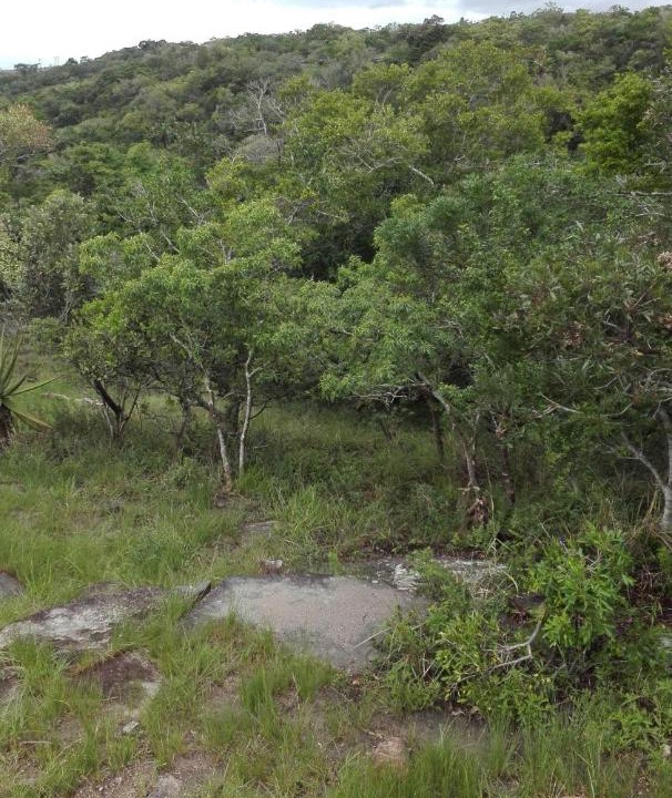 Photo of Others in Hibiscus Coast