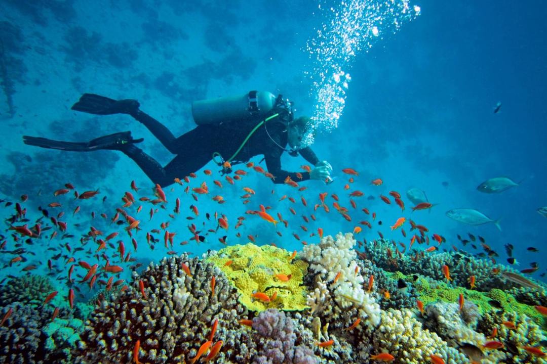 Photo of Others in Sodwana Bay